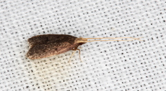 Lecithocera imprudens