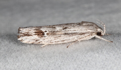 Lichenaula tuberculata