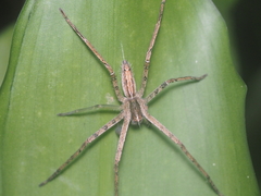 Heteropoda ocyalina