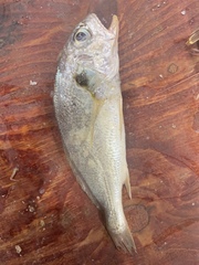 Pennahia argentata