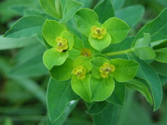 Euphorbia valdevillosocarpa