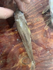 Pennahia argentata
