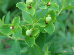 Euphorbia valdevillosocarpa