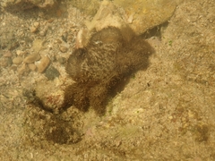 Pilumnus