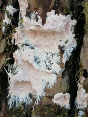 Etheirodon fimbriatum