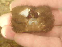 Pilumnus