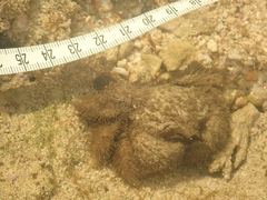 Pilumnus