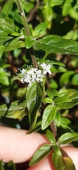 Mentha australis