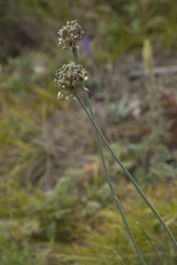 Allium amphibolum