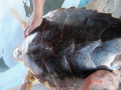 Caretta caretta