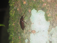 Coleoptera