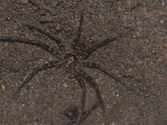 Heteropoda tetrica