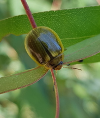 Paropsisterna agricola