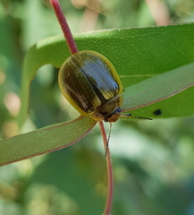 Paropsisterna agricola