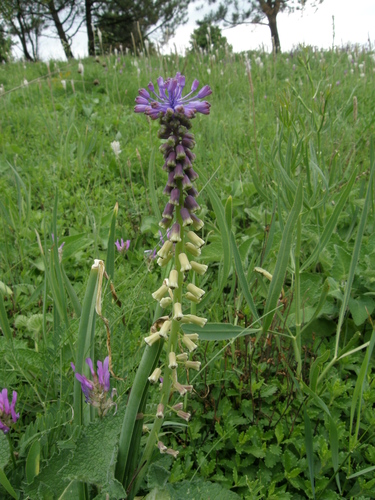 Muscari tenuiflorum (Muscari tenuiflorum)