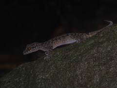 Cyrtodactylus marmoratus