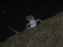 Cyrtodactylus marmoratus