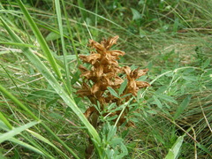 Orobanche caryophyllacea