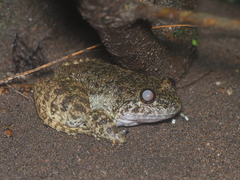 Limnonectes kuhlii