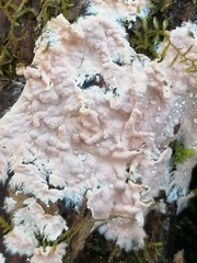 Etheirodon fimbriatum