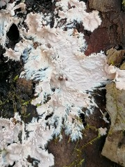 Etheirodon fimbriatum