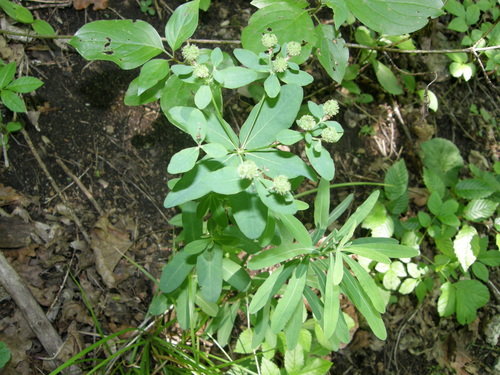 Euphorbia epithymoides