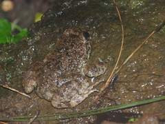 Limnonectes kuhlii