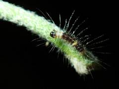 Dasychira chekiangensis