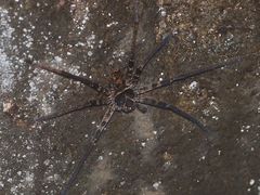 Heteropoda tetrica