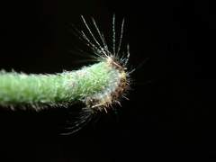 Dasychira chekiangensis