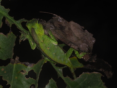 Gonocephalus chamaeleontinus