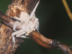 Heteropoda javana