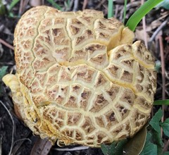 Leccinellum crocipodium