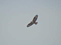 Buteo hemilasius