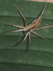 Heteropoda ocyalina