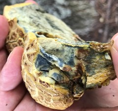 Leccinellum crocipodium