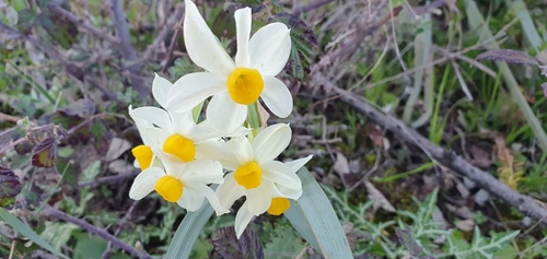 Narcissus tazetta image