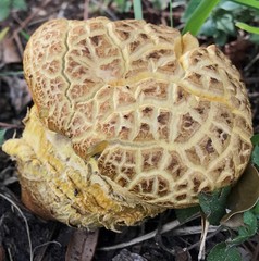 Leccinellum crocipodium