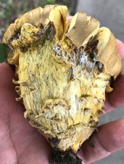 Leccinellum crocipodium