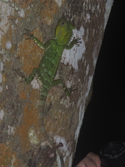 Gonocephalus chamaeleontinus