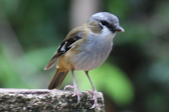 Gray-Headed Robin photo 2