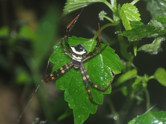 Argiope reinwardti