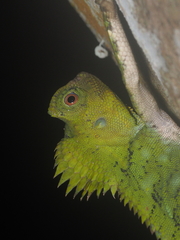 Gonocephalus chamaeleontinus