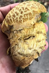 Leccinellum crocipodium