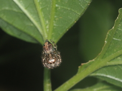 Anarrhotus fossulatus