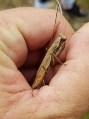 Chroicoptera saussurei