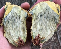 Leccinellum crocipodium