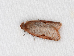 Meritastis piperata