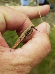 Chroicoptera saussurei
