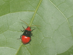 Chrysomelidae